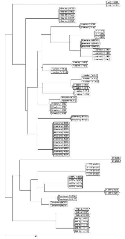 Dendrogram klastrovaných kmenů linie 2 Východo-Asijské a 4 Euro-
-Americké na území ČR v roce 2014
Vysvětlivky:
*kmen získaný od pacienta s TBC s cizí státní příslušností
akmeny získané od matky a dcery
bkmeny získané od dvou bratrů<br>
Figure 1. Dendrogram of clustered East-Asian lineage 2 and Euro-American
lineage 4 strains the Czech Republic in 2014
Note:
*strain obtained from a non-resident TB patient
astrains obtained from a mother and her daughter
bstrains obtained from two brothers