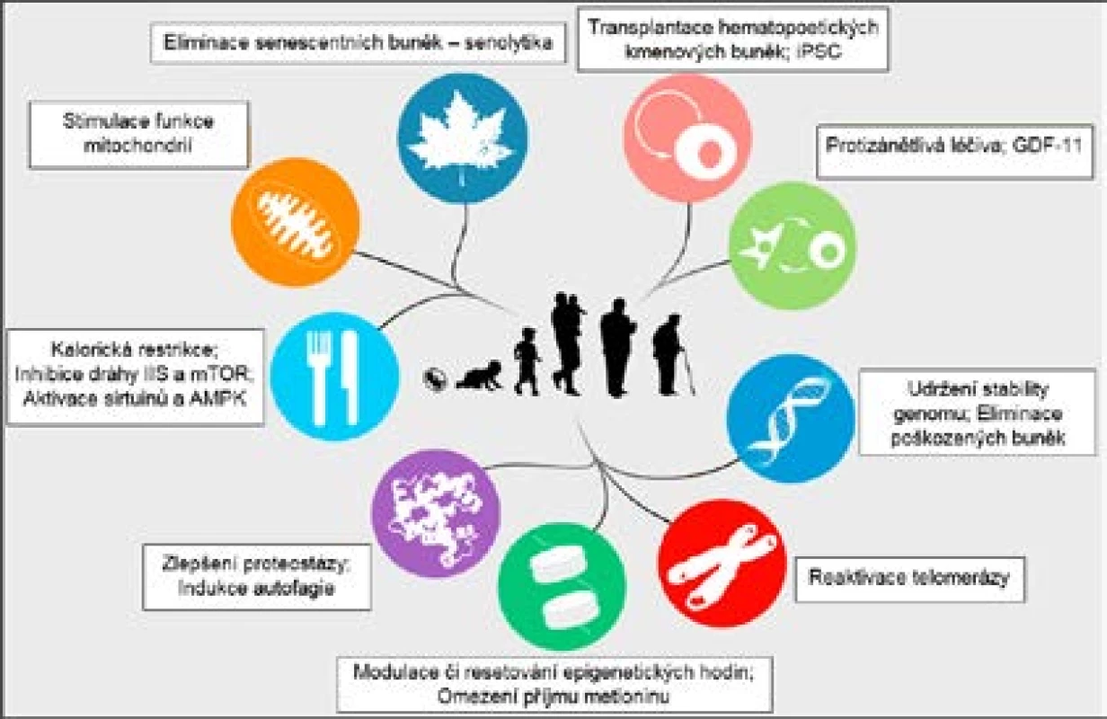 Slibné terapeutické intervence do procesu stárnutí ve vztahu k 9 charakteristickým rysům
stárnutí (viz obr. 2) (upraveno dle: 9.)
