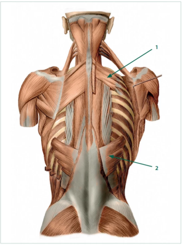 Zádové svalstvo střední vrstvy. 1. m. serratus posterior superior.
2. m. serratus posterior inferior