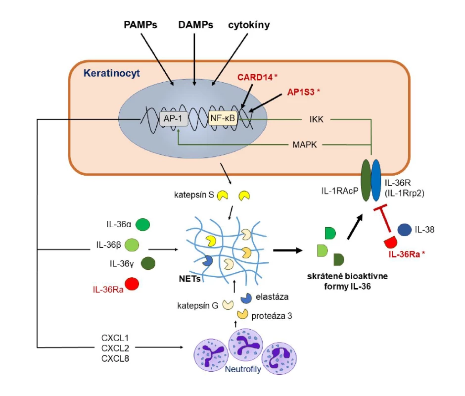 Mechanizmus pôsobenia IL-36 na keratinocyty<br>
Figure 2. Mechanism of action of IL-36 on keratinocytes