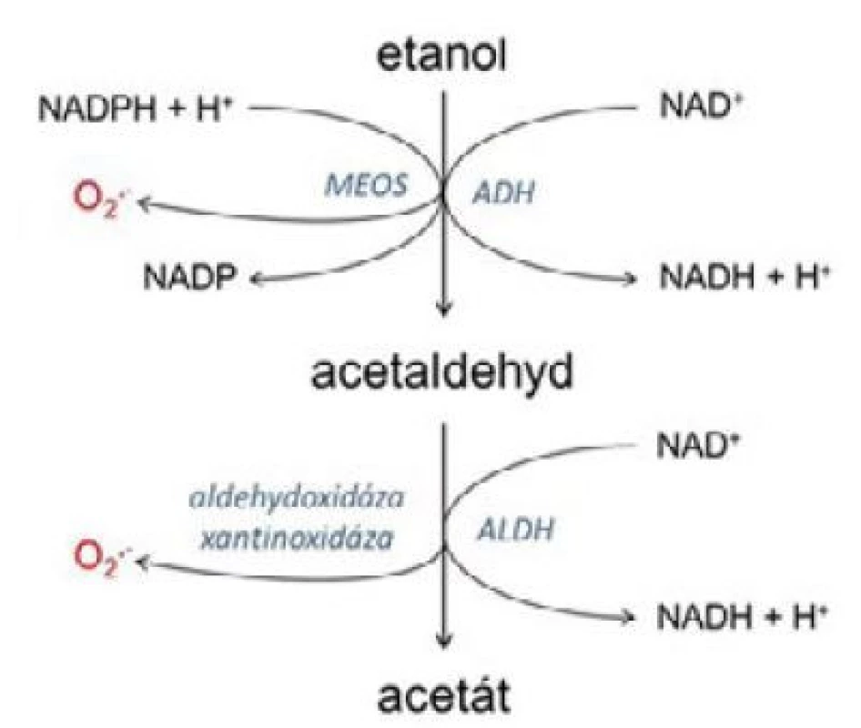 Metabolismus alkoholu