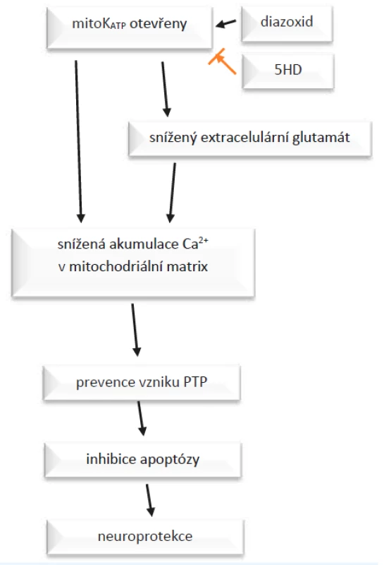 Působení diazoxidu a 5-hydroxydekanoátu (5-HD) na mito-
KATP kanály.