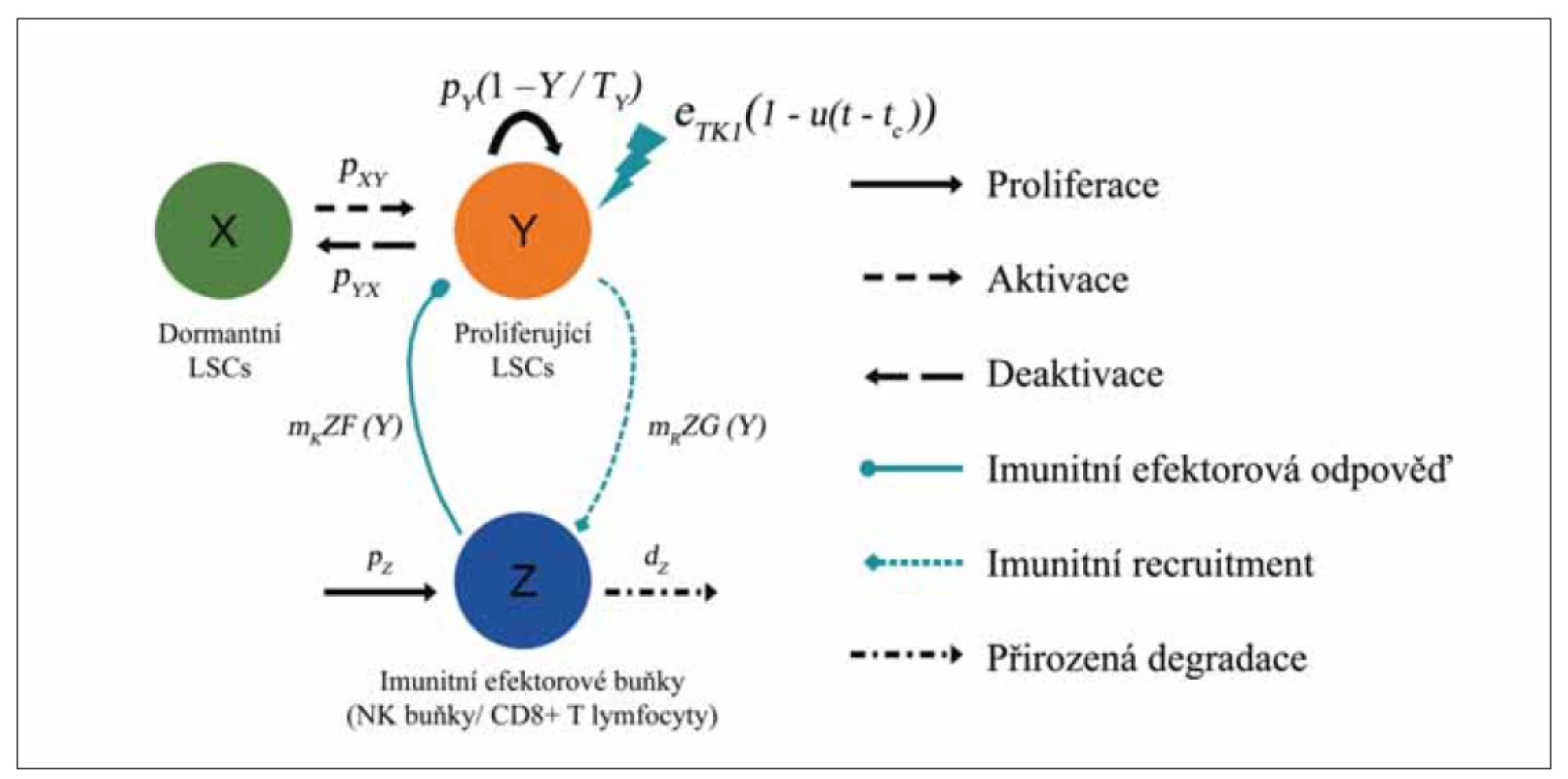 Schéma modelu ODE s imunitní odpovědí. Zobrazeny jsou 3 typy buněk: dormantní (X, zelená) a proliferující
(Y, červená, s obratem pY (1 – Y / TY) LSC a imunitní efektorové buňky (Z, modrá, generované rychlostí pz a degradující
rychlostí dz). Model přepokládá: (1) Mechanizmus aktivace a deaktivace dormantních a proliferujících LSC s rychlostí
pxy a pyx. (2) Cytotoxický efekt TKI na proliferující LSC s intenzitou eTKI působící od času t = 0 do ukončení v čase t = tc.
(3) Imunitní odpověď vůči proliferujícím LSC s intenzitou mKZF (Y). (4) Imunitní recruitment při kontaktu imunitních
efektorových buněk s leukemickými LSC s intenzitou mRZG (Y). Upraveno dle [12].