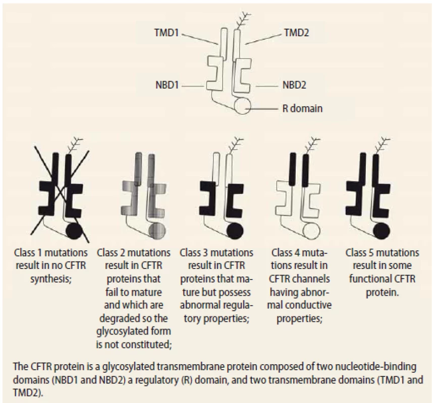 The different classes of CFTR mutations [47], created in collaboration
with the Service Centre for e-learning at Faculty of Informatics, Masaryk
University, Brno.<br>
Obr. 1. Různé třídy mutací CFTR [47], vytvořené ve spolupráci se Servisním střediskem
pro e-learning na Fakultě informatiky Masarykovy univerzity Brno.
