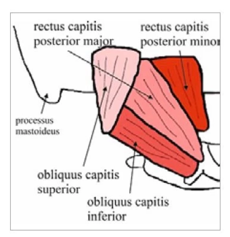 Skĺbenie (zdroj: autori).<br>
Fig. 1. Articulation (source: authors).