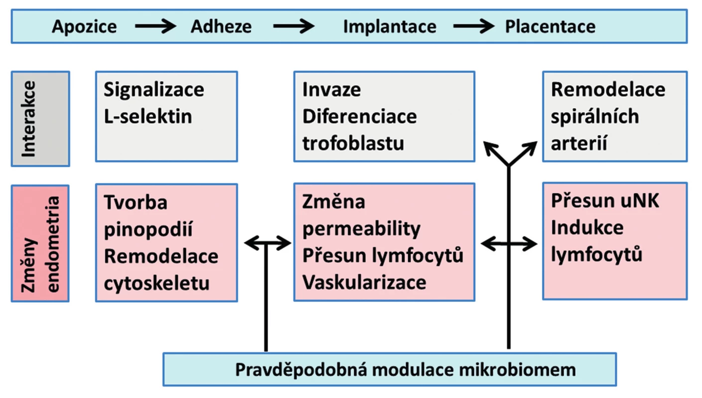 Schéma základních procesů, interakcí a změn probíhajících v endometriu od apozice blastocysty po placentaci a možný vliv
endometriálního mikrobiomu (uNK = uterine natural killers)