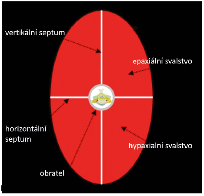 Schematické znázornění vývoje svalstva (upraveno
podle Sadler TW. Langmanova lékařská embryologie. Praha:
Grada Publishing, 2011)