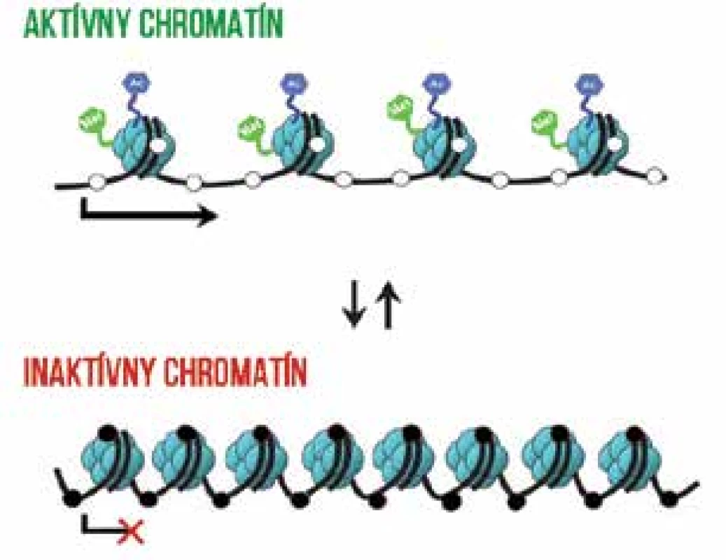 Schematické znázornenie vplyvu modifikácií histónov a metylácie DNA
na kondenzáciu chromatínu. Voľná štruktúra chromatínu tzv. euchromatín, s acetyláciou a metyláciou histónových molekúl - bez metylácie DNA, je transkripčne
aktívny. Kondenzovaný heterochromatín s metylovanou DNA je transkripčne
inaktívny. Metylované CpG dinukleotidy na DNA sú označené čiernou guličkou,
nemetylované CpG dinukleotidy bielou guličkou, Ac – acetylácia, Met – metylácia
histónov. Upravené podľa [19].