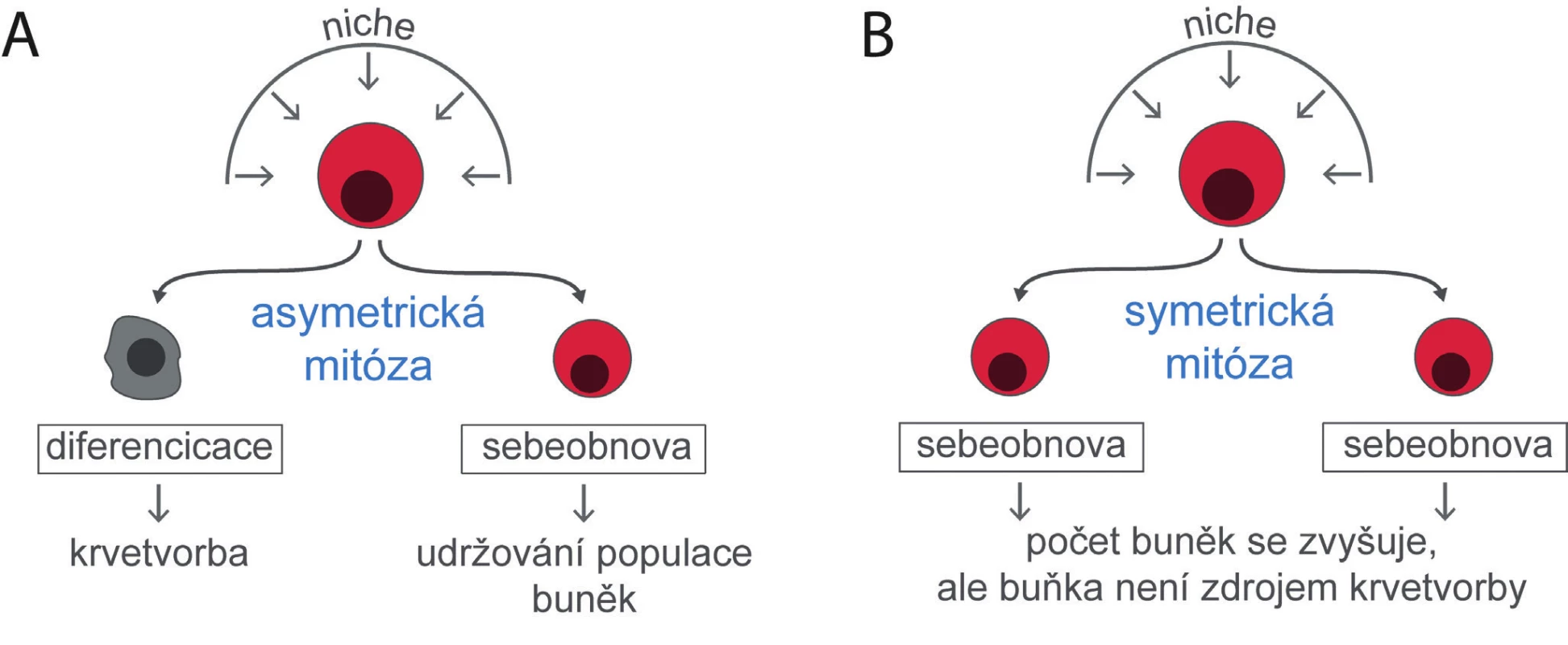 Kmenové buňky udržují svůj počet, přestože se diferencují a dávají vznik progenitorům a buňkám krevním. Mechanismem, kterým
toho lze dosáhnout, je asymetrická mitóza, kdy se jedna dceřiná buňka diferencuje a druhá dceřiná buňka zůstane ve stavu buňky kmenové
(A). Zvýšení počtu kmenových buněk je možné jen symetrickou mitózou, kdy obě dceřiné buňky zůstanou buňkami kmenovými (B).
Osud kmenových buněk a z nich vzniklých buněk dceřiných určují zevní vlivy působící na kmenovou buňku z bezprostředního buněčného
a mezibuněčného prostředí, které se označuje jako „niche“.