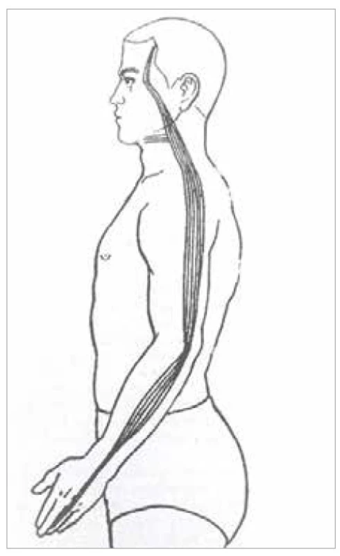 Šľachovo-svalová dráha
trojitého ohrievača<br>
Fig. 19. Tendon-muscle path of the triple
heater