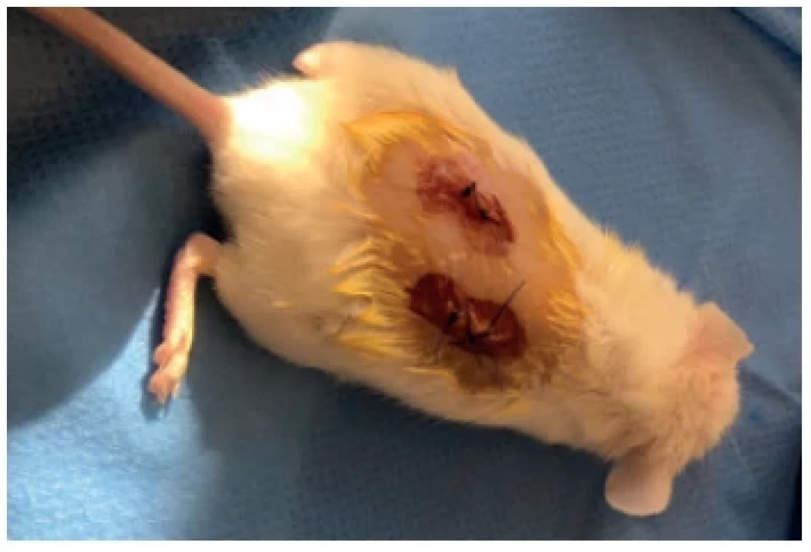Mouse after tumour implantation (NOD/SCID mouse)