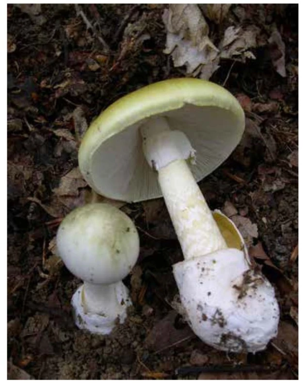 Amanita phalloides. Zdroj: Zdroj: Wikimedia Commons, povolení
ke kopírování pod GNU Free Documentation License. Fotograf: Archenzo