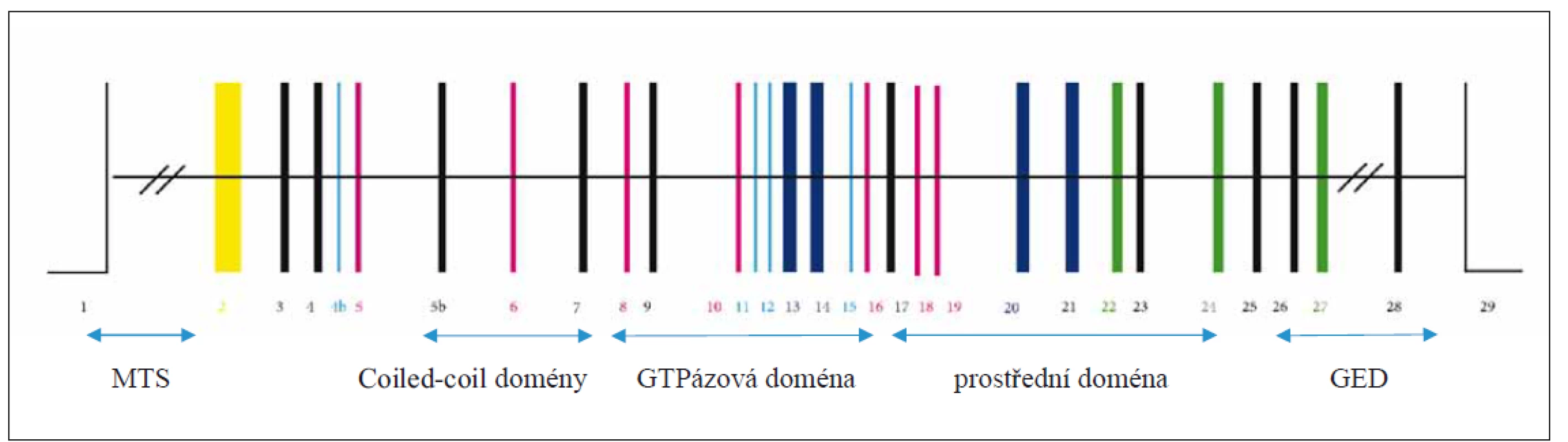 Struktura OPA1 genu. Exony očíslované [9].<br>
GED – GTPázová efektorová doména; MTS – sekvence, jež cílí protein do mitochondrie<br>
Fig. 4. Structure of the OPA1 gene. Exons are numbered [9].<br>
GED – GTPase eff ector domain; MTS – mitochondria-targeting sequence