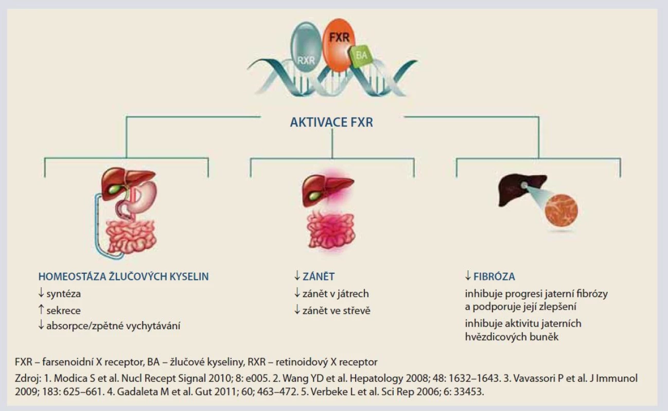Aktivace FXR.<br>
Fig. 1. FXR activation.