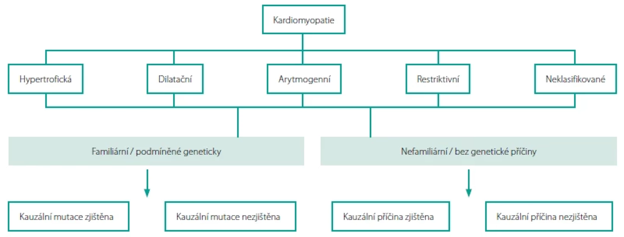 Klasifikace kardiomyopatií Evropské kardiologické společnosti z roku 2008. Upraveno podle (1)