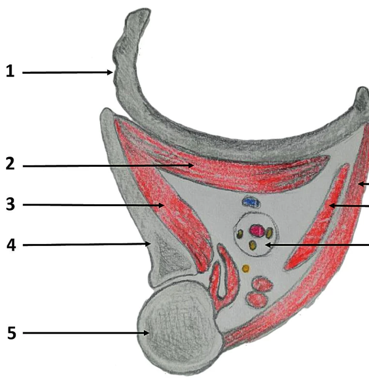 Horizontální řez axilou
1. první žebro, 2. m. serratus, 3. m. infrscapularis, 4. lopatka,
5. humerus, 6. m. pectoralis major, 7. m. pectoralis minor, 8.
nervověcévní
svazek