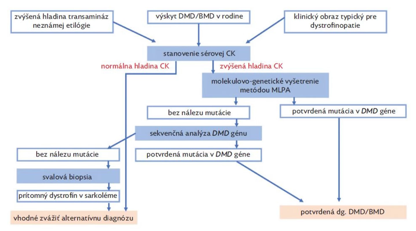 Diagnostický
algoritmus
dystrofinopatií