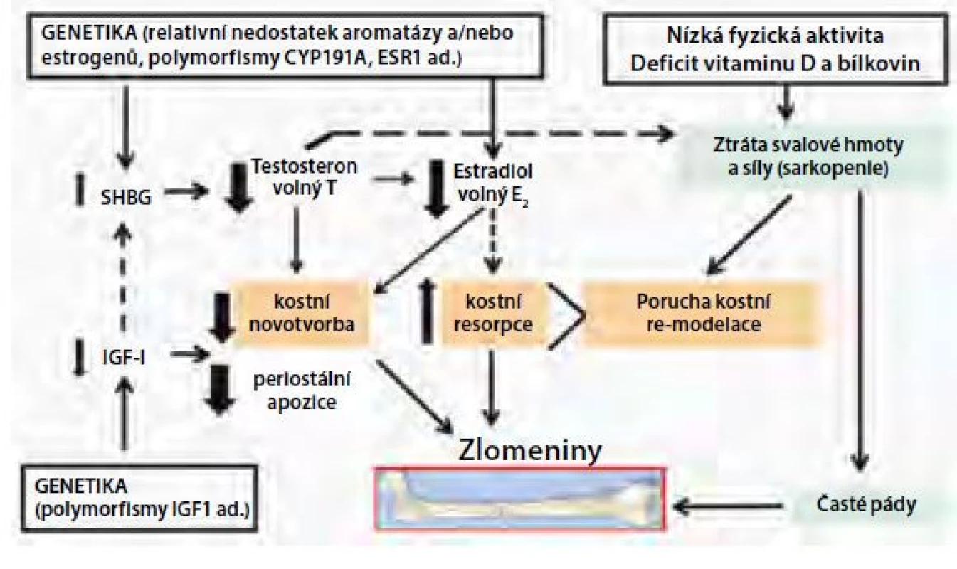 Patogeneze primární a hypogonadismem navozené osteoporózy
u mužů