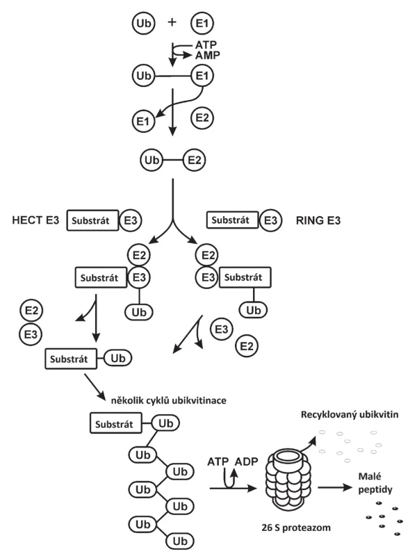 Schematický průběh polyubikvitinace proteinů v ubikvitin
proteazomovém systému (UPS). Jednotlivé kroky jsou popsány
v odstavci Úvod.
HECT E3 ubikvitinligáza – homologous to E6 associated protein
carboxyl terminus E3 ubikvitinligáza, RING E3 ubikvitinligáza – really
interesting new gene E3 ubikvitinligáza, Ub – ubikvitin