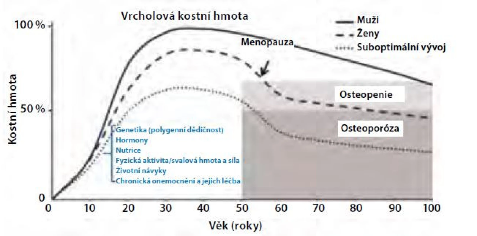 Vývoj kostní hmoty s věkem