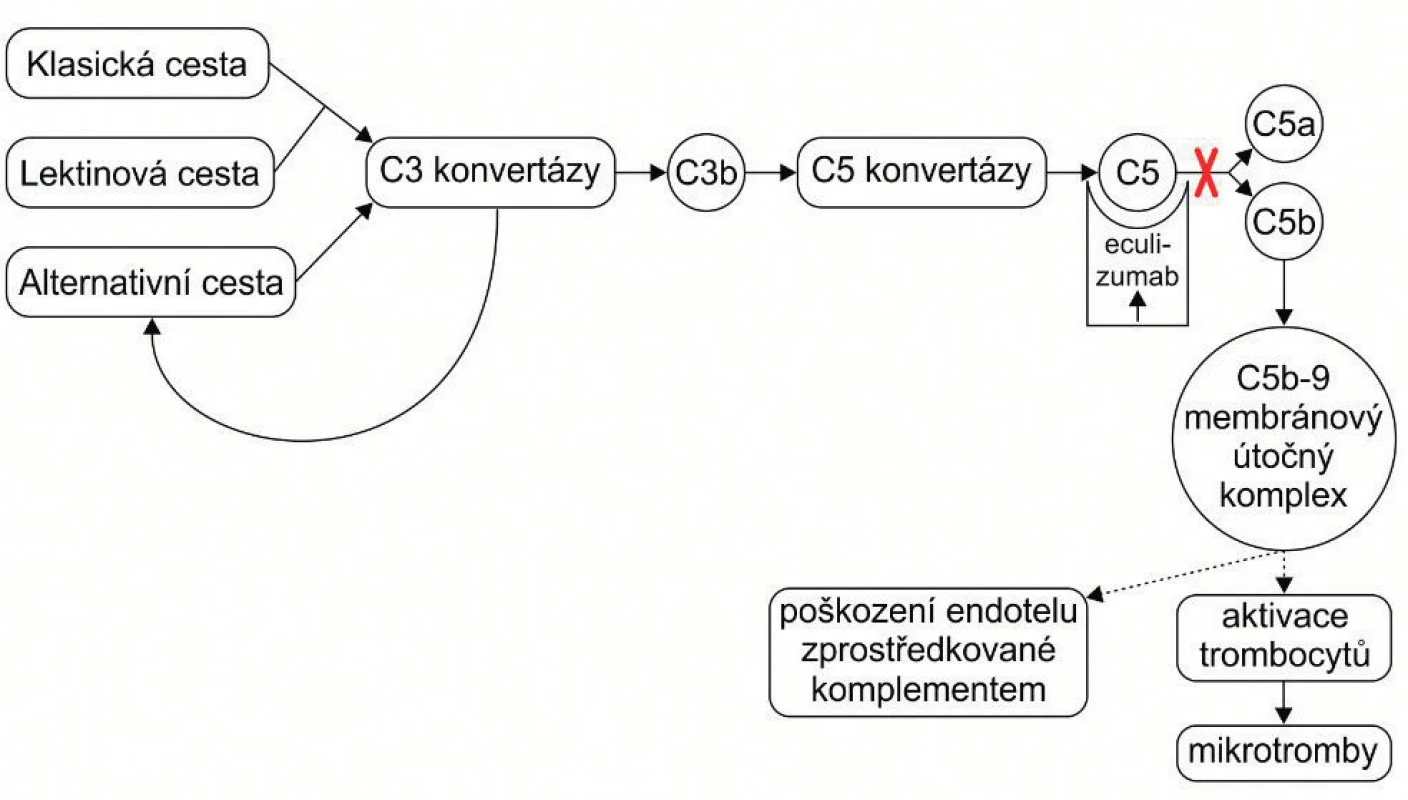Schéma efektu eculizumabu. Zablokováním C5 složky komplementu zabrání eculizumab vzniku terminálního komplexu a přeruší tak patologickou nekontrolovanou aktivaci komplementu.