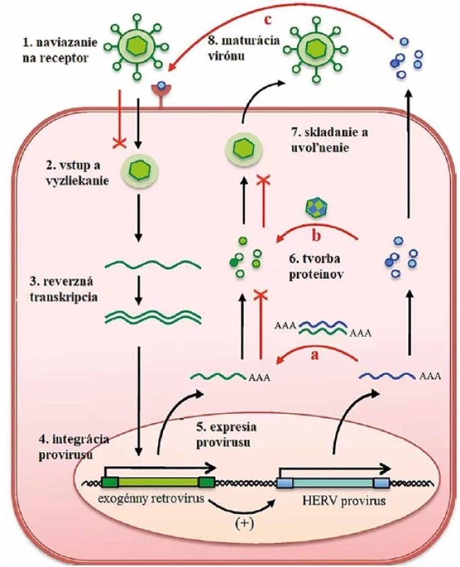 Vplyv HERV na replikačný cyklus exogénnych retrovírusov </br>Figure 2. Effect of HERV on the replication cycle of exogenous retroviruses