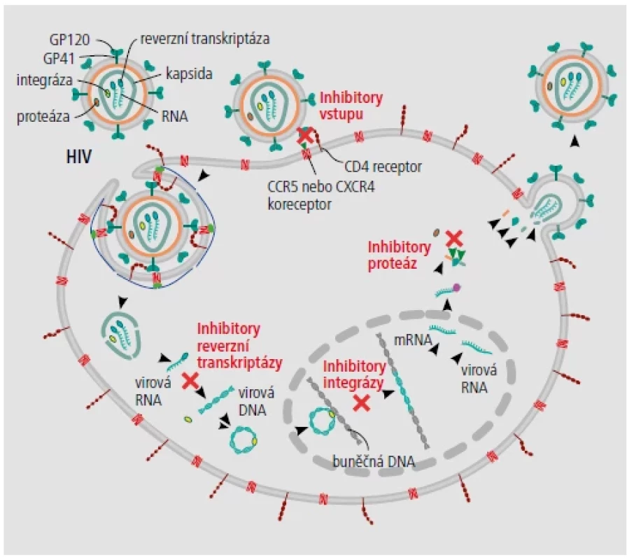 Schematický popis mechanismu čtyř tříd dostupných antiretrovirových léků proti HIV. [Upraveno podle:
https://www.scistyle.com/]