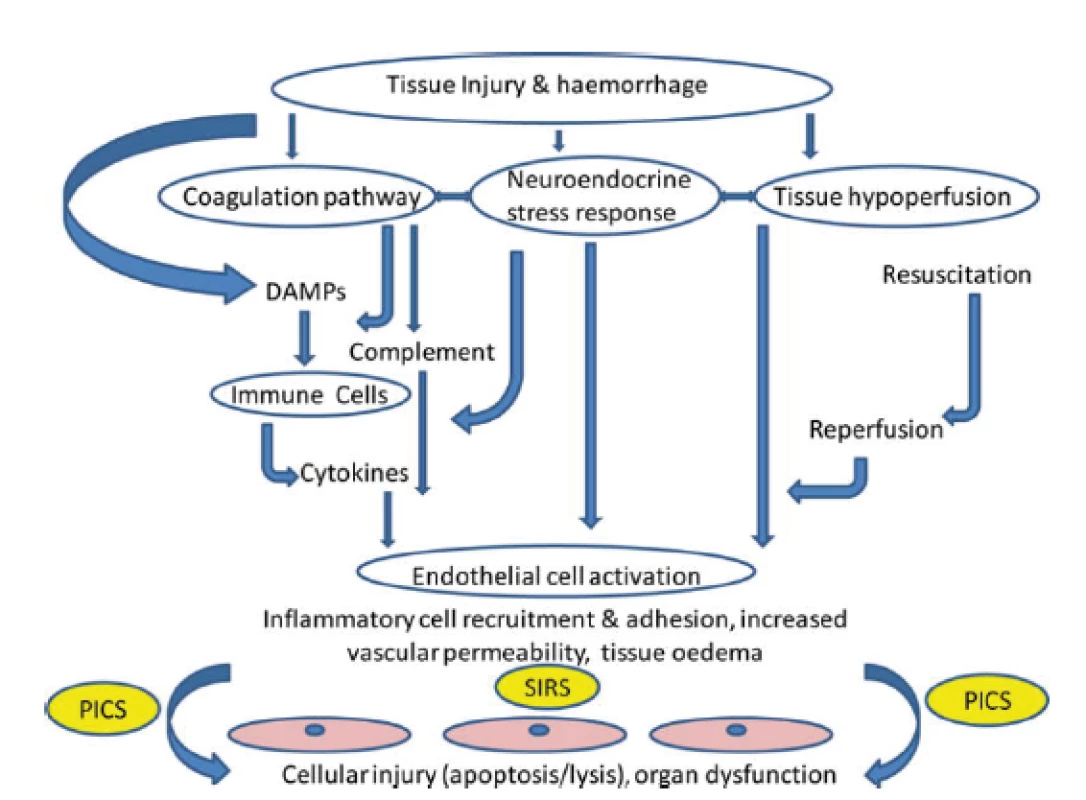 Cesty vedoucí k tkáňovému a orgánovému poškození po traumatu.
Cílovou tkání jsou endoteliální buňky. SIRS: systemic inflammatory
response syndrome (syndrom systémové zánětlivé reakce;
DAMPs: damage - associated molecular patterns (molekulární vzorce
asociované s poškozením); PICS: persistent inflammation, immunosuppression
and catabolism syndrom (syndrom perzistujícího zánětu,
imunosuprese a katabolizmu). Podle J.M.Lord et al. Lancet 2014