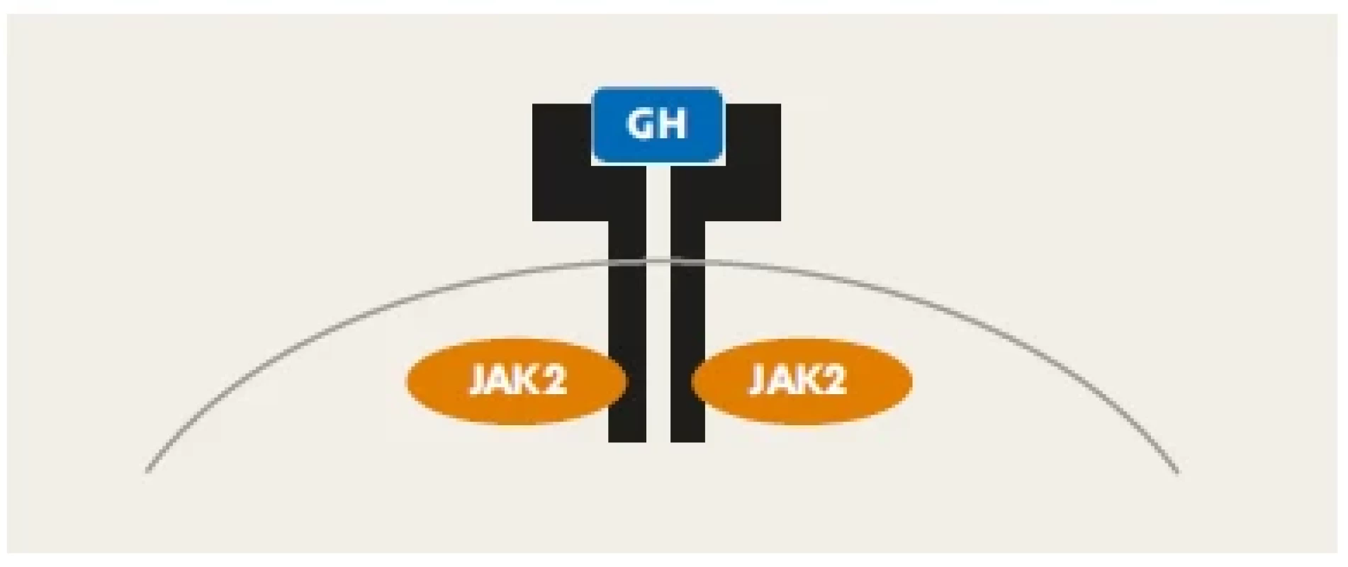 Homodimer receptoru pro růstový hormon. Vazbou molekuly
růstového hormonu (modře) se spouští JAK-STAT signalizační
kaskáda, která přenese informaci do buněčného jádra, kde změní
transkripční chování buňky.