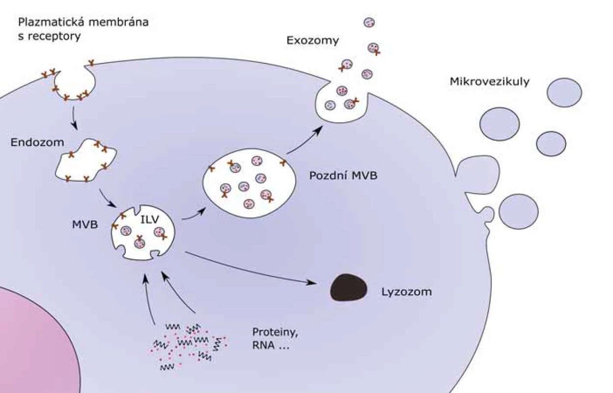 Biogeneze exozomů.<br.
ILV – intraluminální váčky, MVB – multivezikulární tělísko