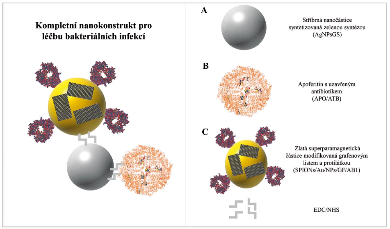 Schéma antibakteriálního nanotransportéru pro senzitivní a specifické zacílení na bakteriální buňky S. aureus<br>
Nanotransportér je tvořen ze tří samostatných celků: Stříbrná nanočástice syntetizovaná zelenou syntézou (AgNPsGS) (A),
apoferritinová klec s uzavřeným antibiotikem (APO/ATB) (B), zlatá superparamagnetická částice SPION modifikovaná grafenovým
listem a protilátkou (SPIONs/Au/NPs/GF/AB1) (C). Jednotlivé části jsou spojeny vazebným polymerem EDC/NHS.
