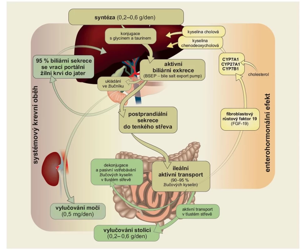 Enterohepatální oběh žlučových kyselin. Zpracováno podle Marasco et al (2022) [3]. Kresba: Hana Kotlandová.<br>
Fig. 1. Enterohepatic circulation of bile acids. Adopted from Marasco et al (2022) [3]. Drawing: Hana Kotlandová.