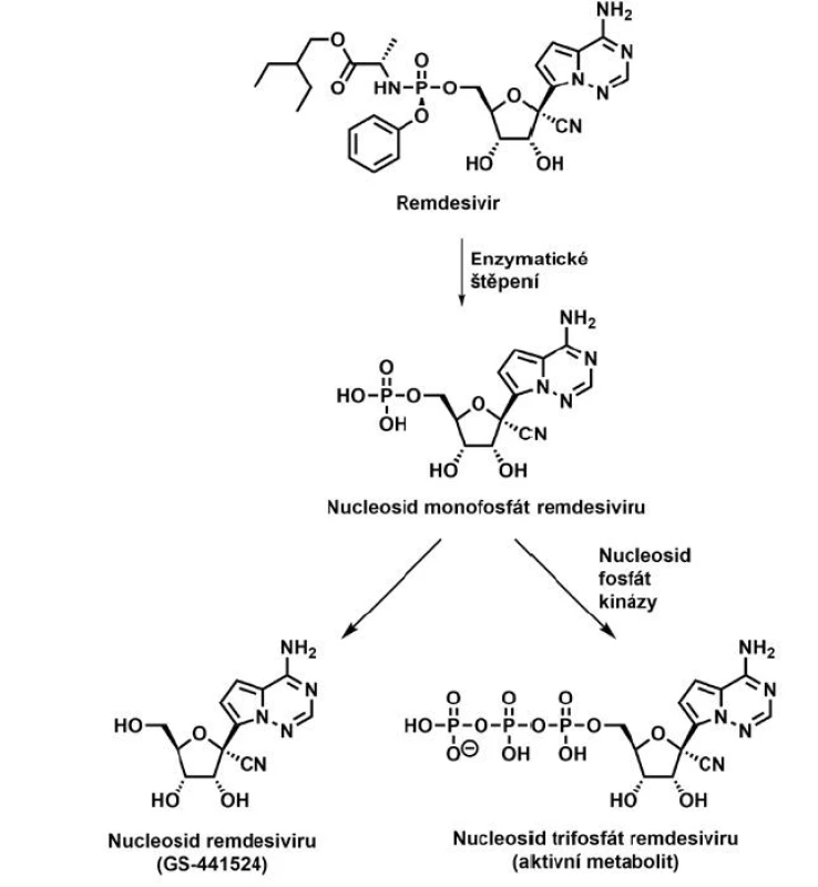 Schéma metabolismu remdesiviru na jeho aktivní metabolit<br>
(trifosfát) a neaktivní metabolit (GS-441524)