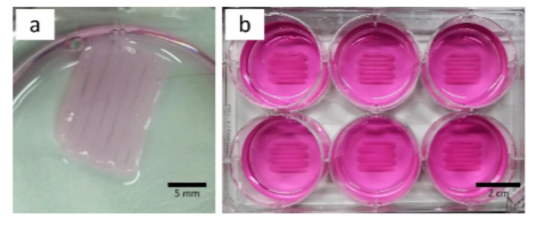 Printed meandering structure detached from
surface without PEI and laminin coating (a, culture
medium was removed) and same structure on coated
surface to guarantee tissue adhesion (b, culture medium
present).