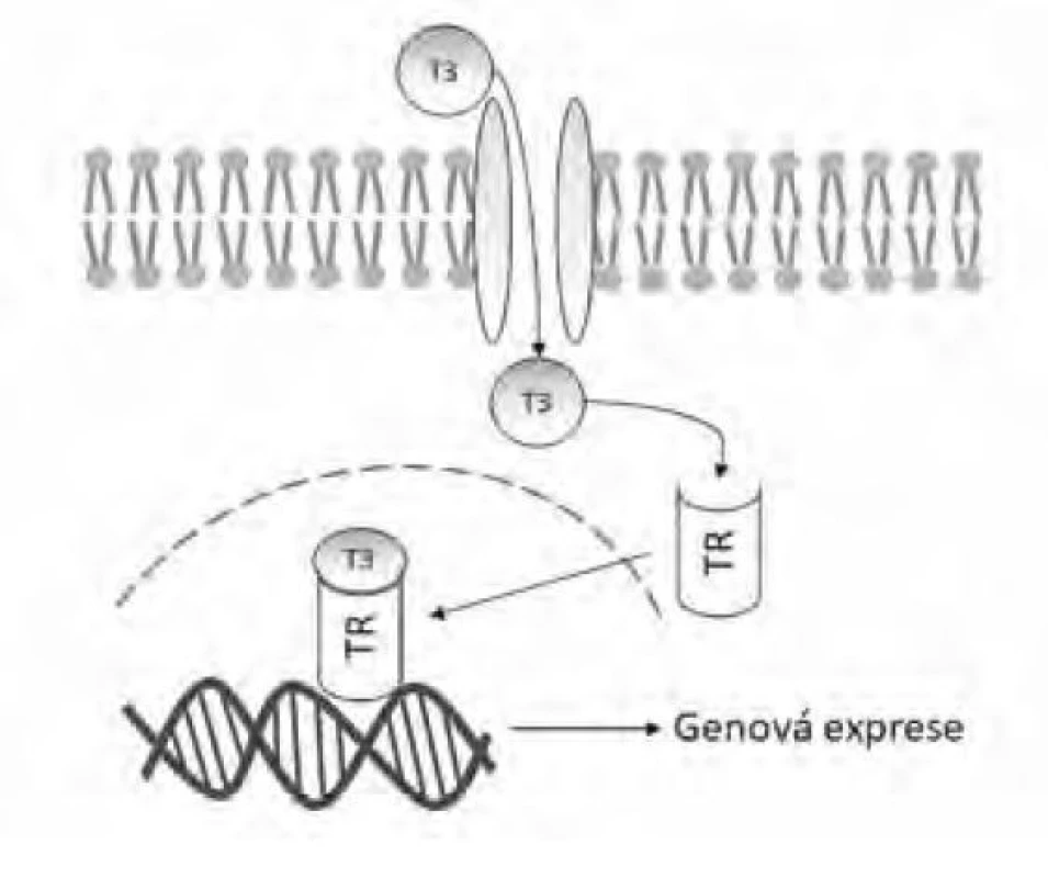 Mechanismus účinku trijodotyroninu (T3) přes vazbu na cytoplazmatický
receptor tyreoidálních hormonů (TR)