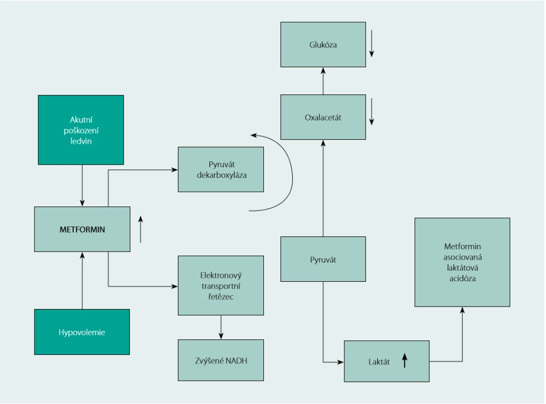 Rozvoj metformin-asociované laktátové acidózy v terénu hypovolemie a akutního poškození ledvin (AKI). Zvýšené hladiny metforminu  vedou k (A) inhibici enzymů glukoneogeneze, snížení  konverze pyruvátu na glukózu a (B) inhibici mitochondriálního elektronového  transportního mechanismu. Následkem je zvýšená konverze pyruvátu na laktát