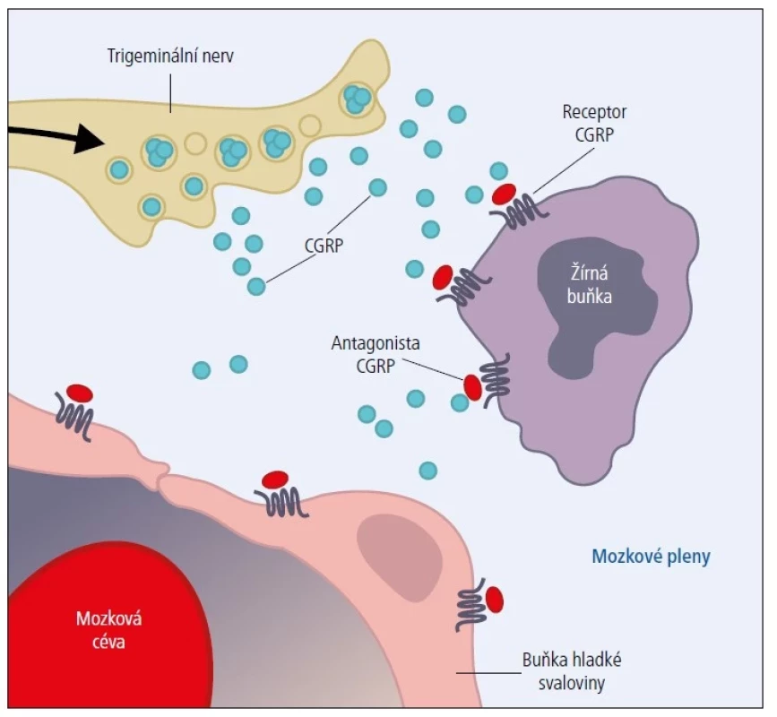 Mechanismus účinku rimegepantu – inhibice neurogenního zánětu.