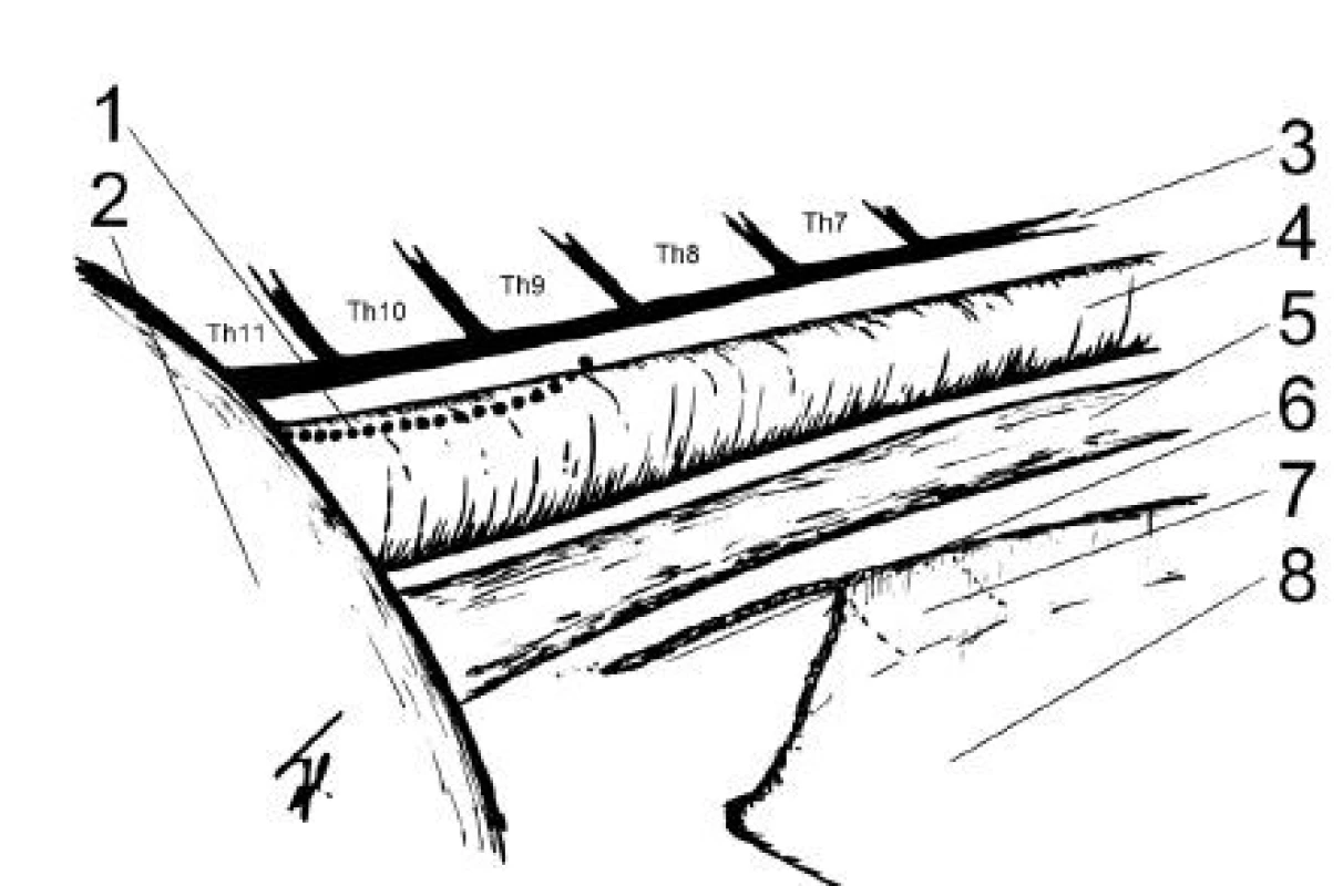 Schematický pohled na topografii průběhu
ductus thoracicus