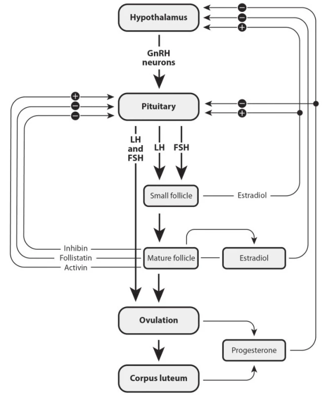 The Hypothalamic-Pituitary-Ovarian Axis in women
(adopted from [6])