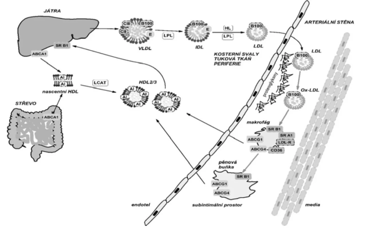Schéma metabolické dráhy lipoproteinů a vznik xantomu, resp. ateromatózní léze a reverzního transportu cholesterolu
Zkratky: VLDL – lipoprotein o velmi nízké hustotě; IDL – lipoprotein o intermediární hustotě, LDL – lipoprotein o nízké hustotě,
HDL – lipoprotein o vysoké hustotě; LPL – lipoproteinová lipáza, HL – jaterní lipáza, B100 – apolipoprotein B100, CII, CIII – apolipoprotein
CII, CIII, LDL-R – LDL-receptor, SR B1 – scavenger receptor B1, SR – scavenger receptor A1, ox-LDL – oxidativně modifikované
LDL, ABCA1, ABCG1, ABCG4 – ATP dependentní kazetové transporéry A1, - G1, - G4.