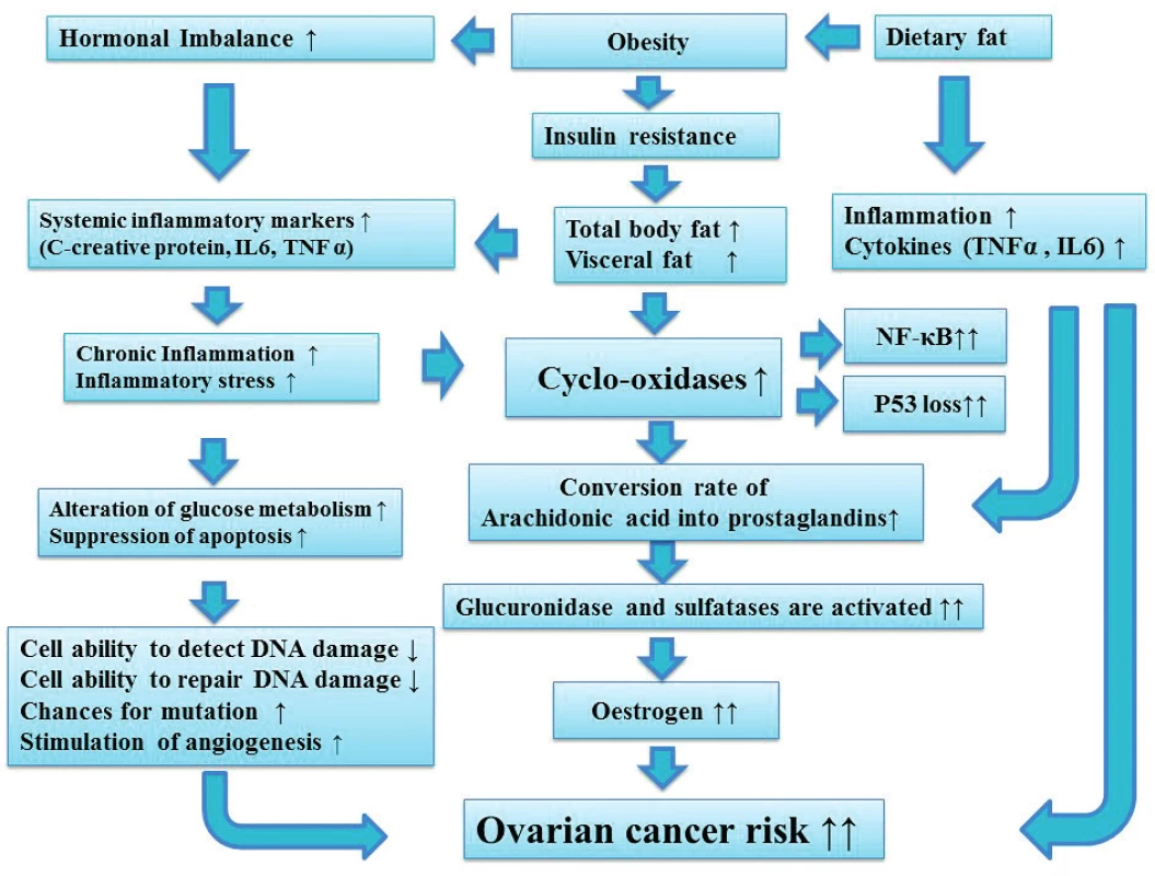  Dietary fat, Obesity, hormonal imbalance and the role of inflammation in increasing ovarian cancer risk <br> 
Chronic inflammation is associated with alteration in glucose metabolism and may increase the chances for mutation, via decreasing cell ability to detect and repair DNA damage. In addition chronic inflammation increases cyclo-oxidase enzyme which is associated with increased p53 loss and activate NF-κB. Increased cyclo-oxidase is also associated with an increased conversion rate of Arachidonic acid into prostaglandins which then leads to increased oestrogen. Increased oestrogen is associated with an increased risk of ovarian cancer. 