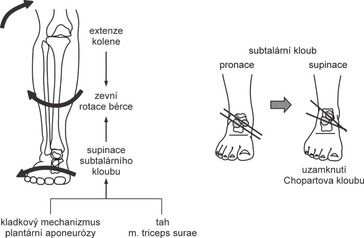 Sdružené pohyby v kloubech dolní končetiny během
období střední opory.
