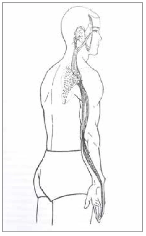 Šľachovo-svalová dráha<br>
tenkého čreva
Fig. 11. Tendon-muscle path of the
small intestine