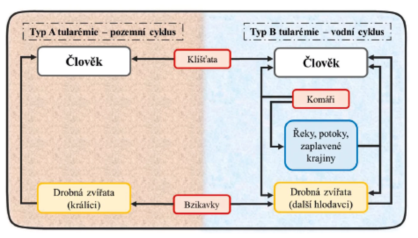 Přenos F. tularensis na člověka a její vodní a pozemní
cyklus v přírodě<br>
Převzato a upraveno podle: Hong K-J, Park P-G, Seo S-H, Rhie G
a Hwang K-J. Current status of vaccine development for tularemia
preparedness. Clinical and Experimental Vaccine Research.
2013;2(1):34–39.<br>
Figure 1. Transmission of F. tularensis to humans and its water
and terrestrial cycle in nature<br>
Taken and modified from: Hong K-J, Park P-G, Seo S-H, Rhie G
a Hwang K-J. Current status of vaccine development for tularemia
preparedness. Clinical and Experimental Vaccine Research.
2013;2(1):34–39.