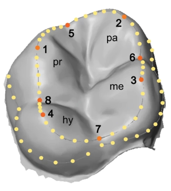 Příklad využití geometrické
morfometrie při kvantifikaci
morfologie korunky prvního
horního moláru stálého
chrupu. Na okluzní ploše jsou
umístěny landmarky (červené
body č. 1–8) a semi-landmarky
(žluté body) a jsou
zde označeny čtyři primární
hrbolky
(pr – protokon,
pa – parakon,
me – metakon,
hy – hypokon).
K horní straně obrázku je zub
orientován meziálně. <br> 
Fig. 1.
The illustration of the
geometric morphometrics
approach in quantification of
the morphology of upper first
permanent molar. There are
landmarks (red dots No. 1–8)
and semi-landmarks (yellow
dots) on the occlusal area and
the primary cusps are labeled
(pr – protocone,
pa – paracone,
me – metacone,
hy – hypocone).
Mesial is up.