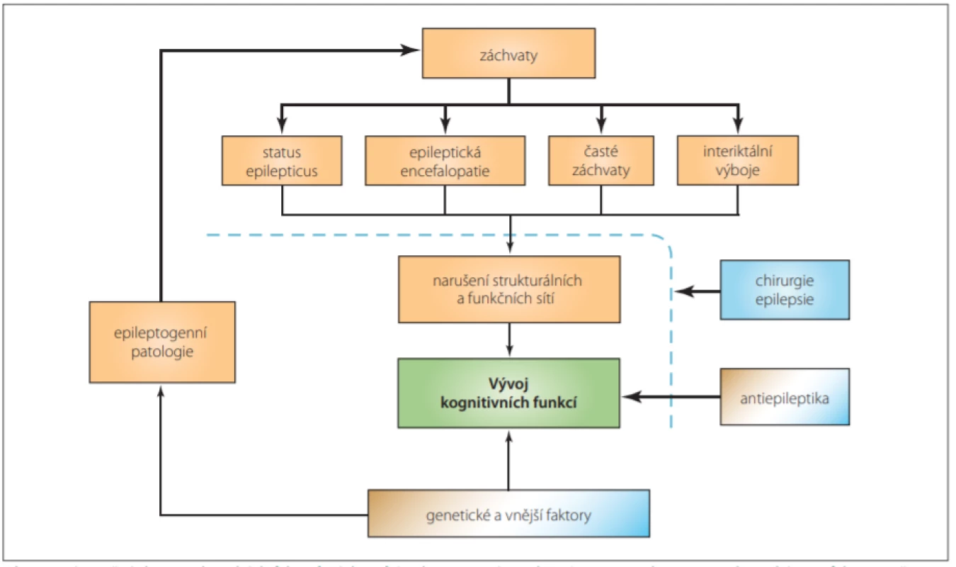 Znázornění vlivu etiologických faktorů záchvatů (epileptogenní patologie), status epilepticus, epileptické encefalopatie, častých záchvatů a interiktálních výbojů na strukturální a funkční konektivitu, které následně ovlivňují vývoj kognitivních funkcí. Převzato, přeloženo a modifikováno z [3]. <br>
Fig. 2. Illustration of the impact of seizure etiological factors (epileptogenic pathology), status epilepticus, epileptic encephalopathy,
frequent seizures and interictal discharges on structural and functional connectivity which then aff ect cognitive function development. Originally from [3]; translated and modifi ed. 