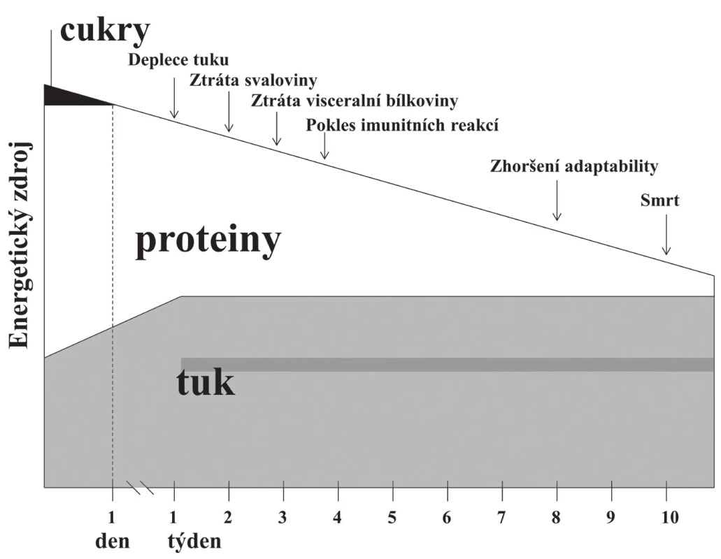 Průběh adaptačního, metabolicky nestresového hladovění bez léčby [1].