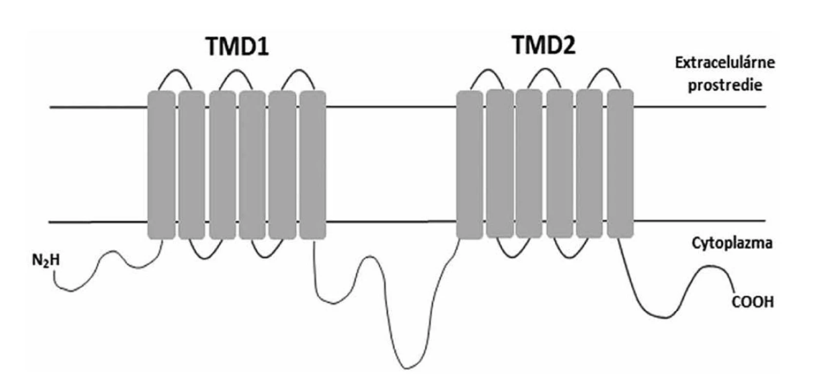 Schématické znázornenie štruktúry MFS permeázy<br>
Figure 3. Diagrammatic representation of the MFS permease structure