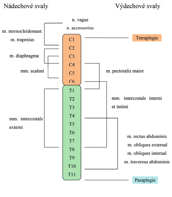 Přehled inervace hlavních a pomocných dýchacích svalů.
