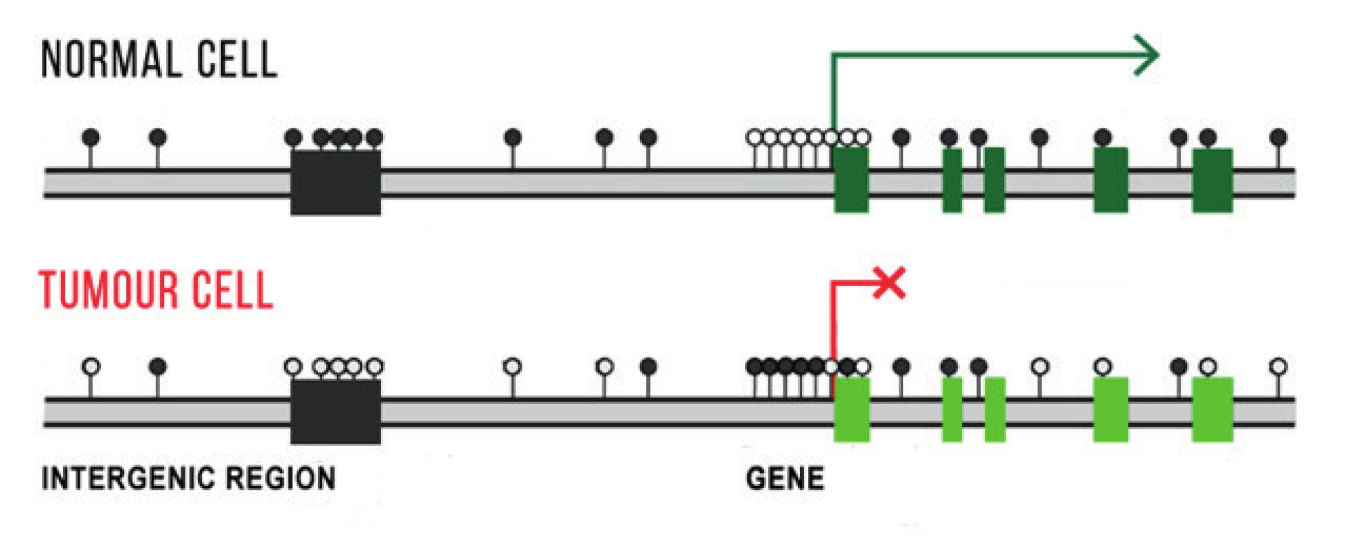  Schematic illustration of differences in DNA methylation in gene promoters,
in extragenetic and intragenetic regions in a normal and tumour cell. Methylation in extragenetic regions protects the cell against chromosome instability, the
tumour cell has a reduced number of methyl groups in this region. Active genes
do not have methylated promoters, unprescribed genes have them hypermethylated. Methylated CpG inucleotides are indicated by a black dot, non-methylated
CpG dinucleotides by a white dot. 